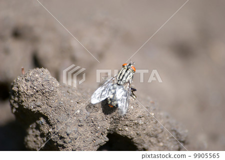 Fly 9905565