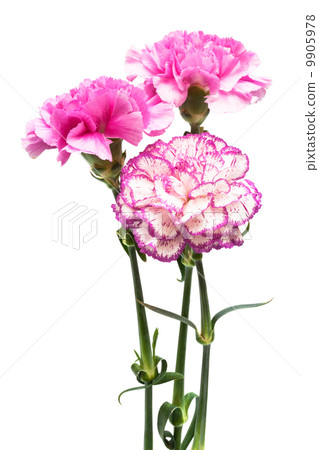 three garden carnation 9905978