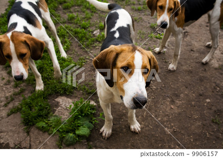 Rack of hounds of dogs Rack of hounds of dogs 9906157
