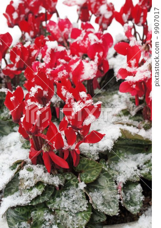 Cyclamen "snowy day" Cyclamen "snowy day" 9907017