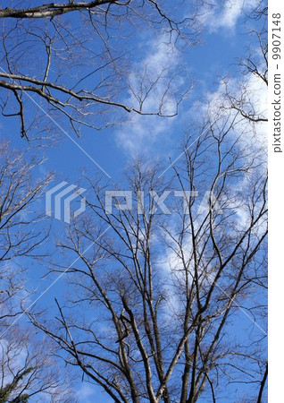 等待春天·冬天開花冬天 等待春天·冬天開花冬天 9907148