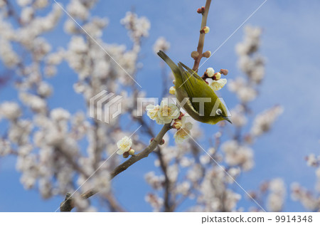 Mejiro和梅花 9914348