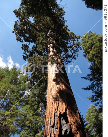 美國約塞米蒂國家公園巨杉森林巨紅杉 美國約塞米蒂國家公園巨杉森林巨紅杉 9915071