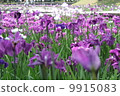 鳶尾花 9915083