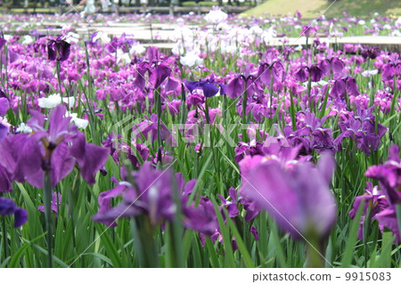 鳶尾花 鳶尾花 9915083