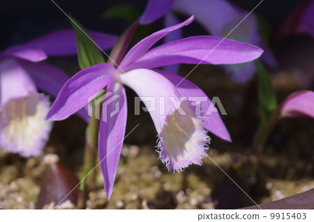 I'm from Okinawa Azure Grass Tyrrase Tokisou. I'm from Okinawa Azure Grass Tyrrase Tokisou. 9915403