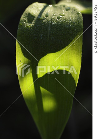 Kumazasa陰影繪畫弄濕了與夜露水 9915458