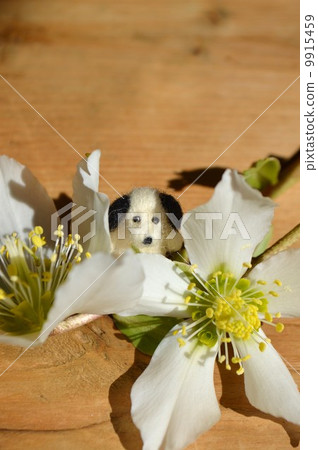 Christmas rose and puppy 9915459