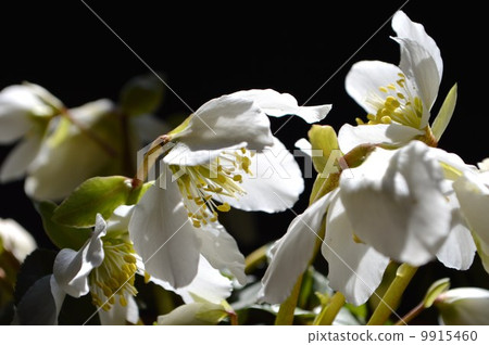 Christmas rose Christmas rose 9915460