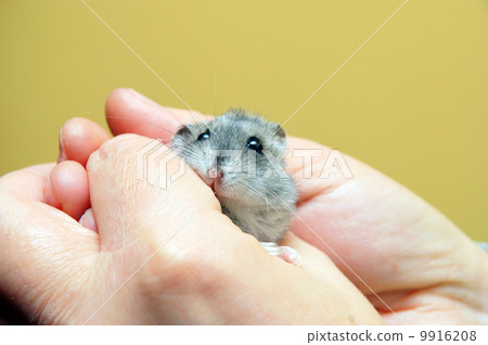 Dwarf hamster Dwarf hamster 9916208
