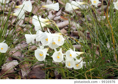 Narcissus·cantabricus（Suisen） 9916976