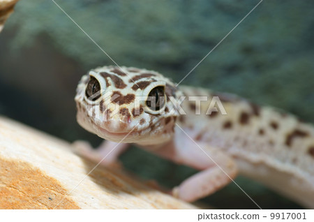 leopard gecko 9917001
