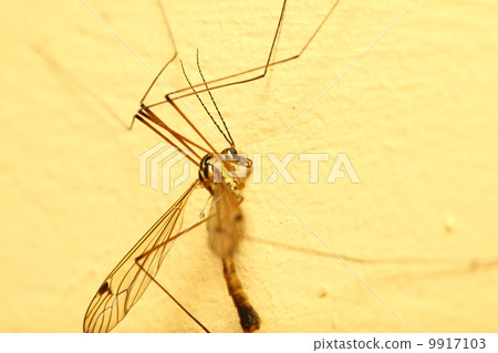 mosquito sitting on wall indoor mosquito sitting on wall indoor 9917103