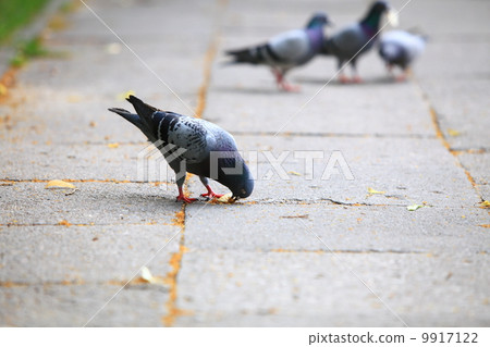 Hungry pigeons eating bread in the street Hungry pigeons eating bread in the street 9917122