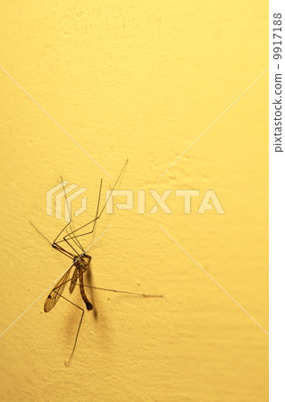 mosquito sitting on wall indoor 9917188