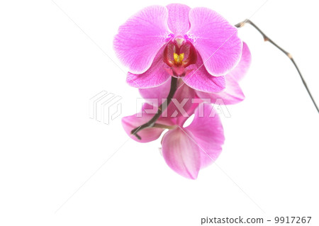 Phalaenopsis. Purple orchid on white background 9917267
