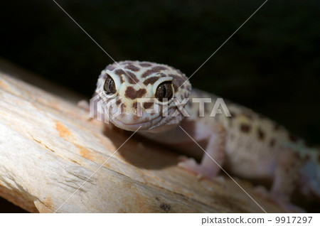 leopard gecko 9917297