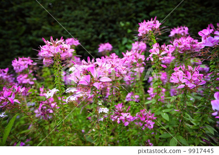Pink flowers in the garden shined at sun Pink flowers in the garden shined at sun 9917445