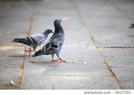 Hungry pigeons eating bread in the street Hungry pigeons eating bread in the street 9917591