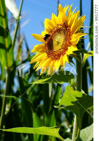 Sunflower with a leaf - clear summer blue sky. 9917777