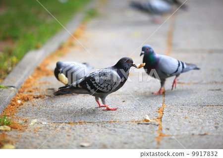 Hungry pigeons eating bread in the street Hungry pigeons eating bread in the street 9917832