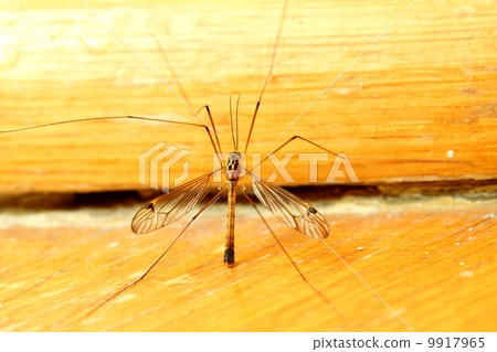 mosquito sitting on wall indoor 9917965