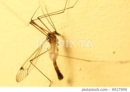 mosquito sitting on wall indoor mosquito sitting on wall indoor 9917999