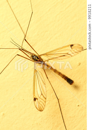 mosquito sitting on wall indoor 9918211