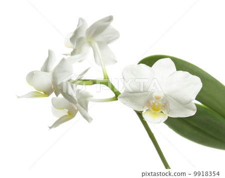 White orchid on white 9918354