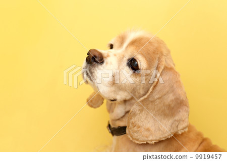 Cocker Spaniel 9919457