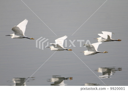 Kosagi Kosagi 9920001