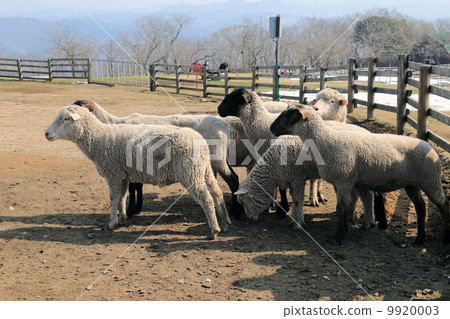 一隻羊 一隻羊 9920003