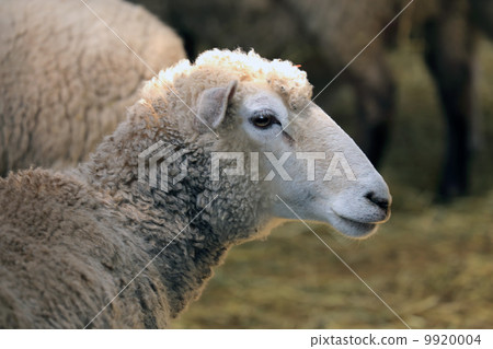 一隻羊 9920004