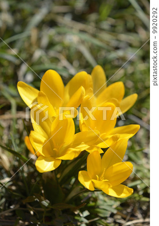 番紅花（花藏紅花） 9920292