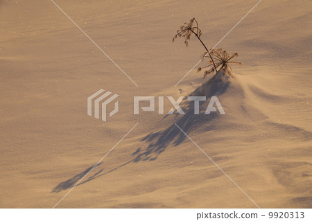 Dry flower of shishido illuminated by snowy field of snowy field Chaoyang Dry flower of shishido illuminated by snowy field of snowy field Chaoyang 9920313