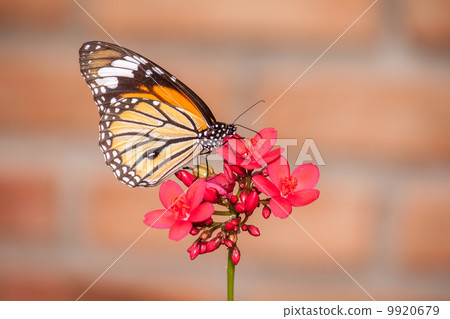 Butterfly and flower 9920679