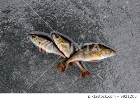 winter fishing - perch fish on the ice. 9921203