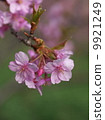 河津櫻花 9921249