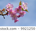 河津櫻花 9921250