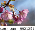 河津櫻花 9921251