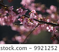 河津櫻花 9921252