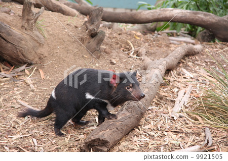 Tasmanian Devil in Tasmania (2) 9921505