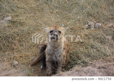 hyena 9921756
