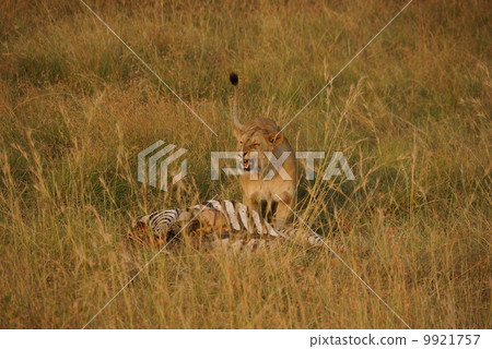 Lion on eating 9921757