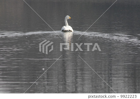 Swan 9922223