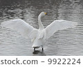 Swan 9922224