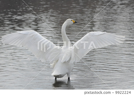 Swan 9922224