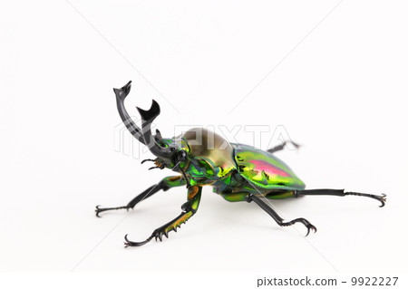 Nujiro stag beetle 9922227