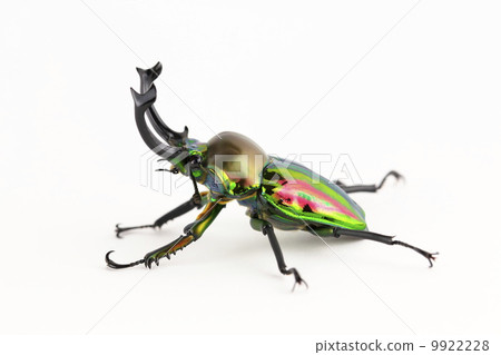 Nujiro stag beetle 9922228