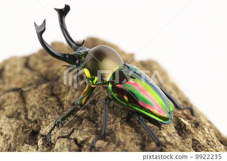 Nujiro stag beetle 9922235